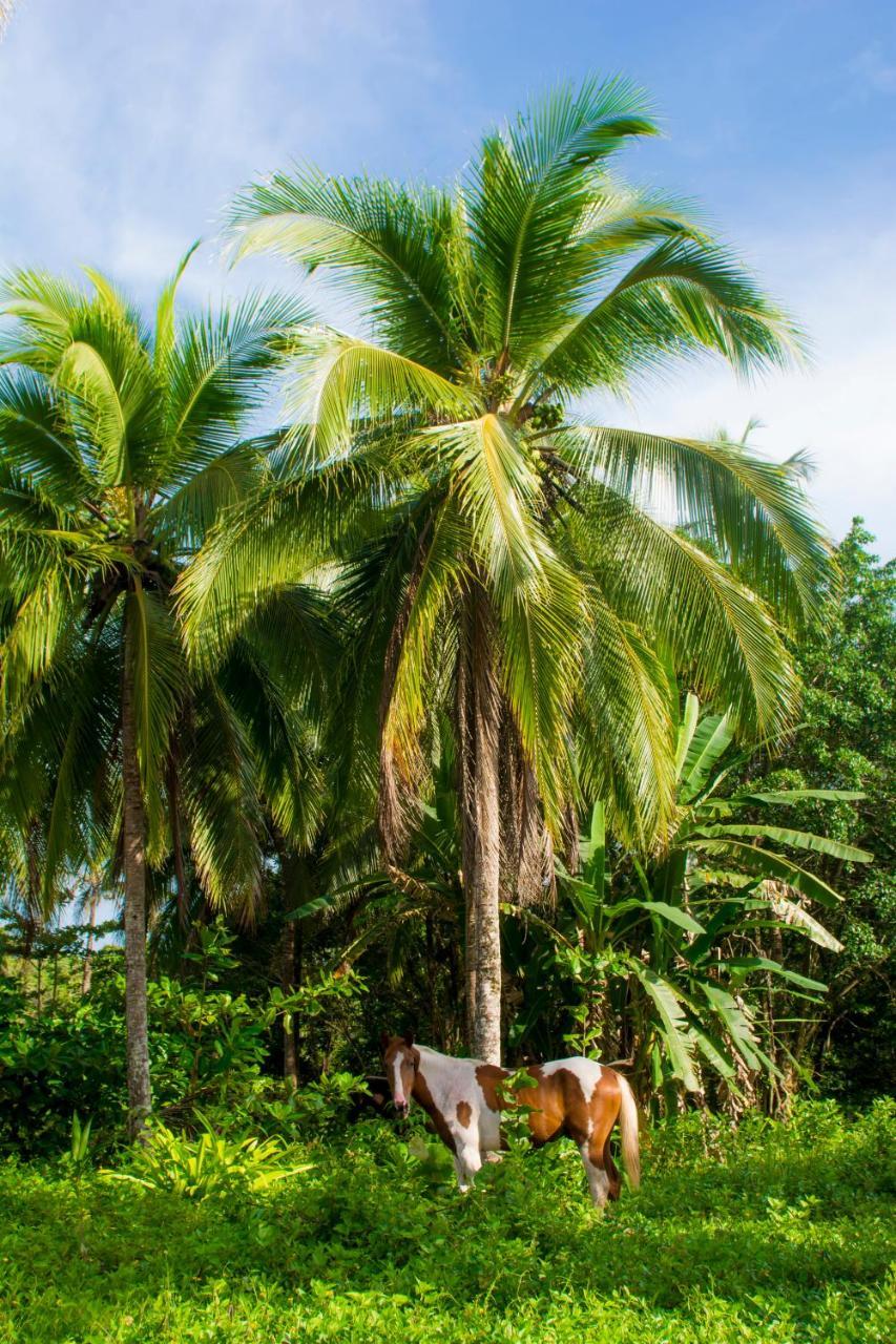 Hotel Sunshine Caribe Puerto Viejo de Talamanca エクステリア 写真